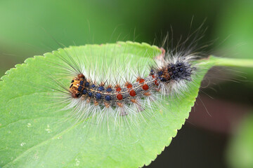 Caterpillar of Lymantria dispar, also known as the gypsy moth or the spongy moth on a plum leaf.