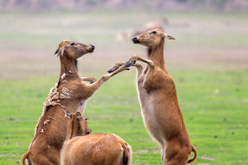 two standing elk dance together