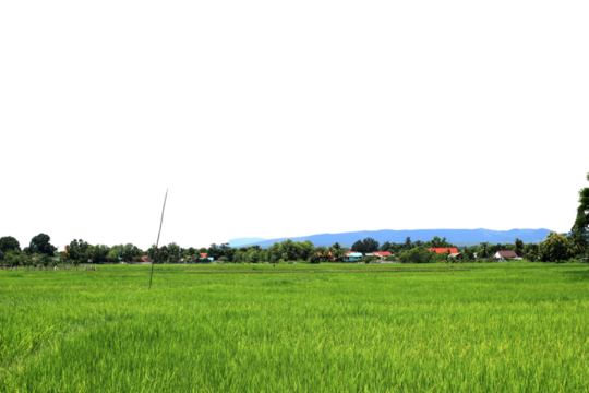Panoramic view of the rice fields isolated on white background.