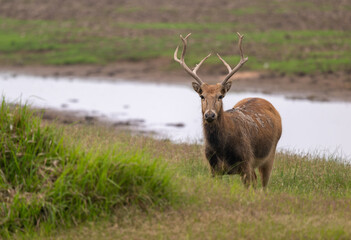 Obraz premium Elk standing by the river.