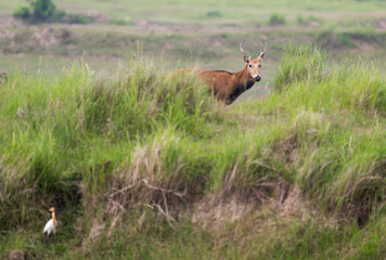 elk and egret hide in grass