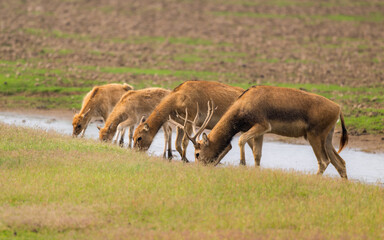 Four elk eating side by side