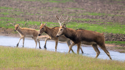 three elk walking from right to left side by side