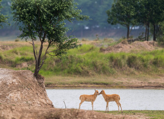 Two baby elk standing face to face by the river.