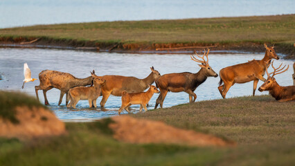 herds of elk walking in the river, following by a bird