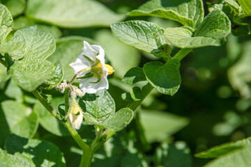 Close-up of white potato flower, growing vegetables on a farm