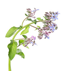 Borage flowers isolated on white background. Borago officinalis bush. Clipping path.