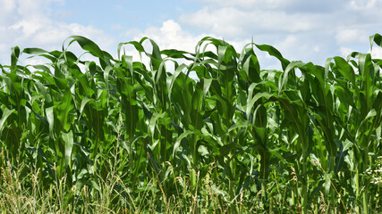green corn leaves. Corn farm. photo of corn field. concept of good harvest, agricultural. Field of corn in spring or early summer. industrial background. close-up