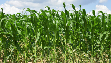 green corn leaves. Corn farm. photo of corn field. concept of good harvest, agricultural. Field of corn in spring or early summer. agricultural, industrial background