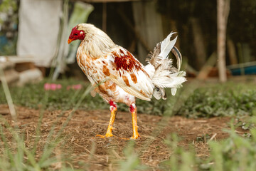 pardoned fighting cock with little feathering standing upright enjoying his new life