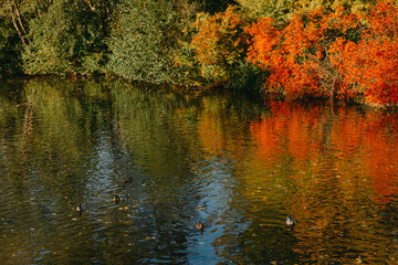Autumn tree on the curves bank of the pond. Autumn landscape with red tree. autumn trees over water banks. Empty rusty railroad bridge over a river with forested banks at the peak of a fall foliage. A