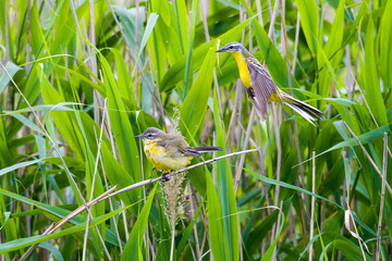 Wiesenschafstelze (Motacilla flava flava) beim Paarungsversuch