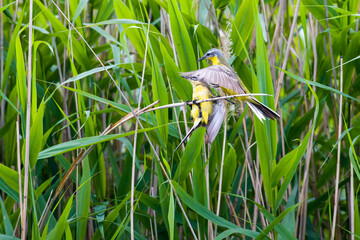 Wiesenschafstelze (Motacilla flava flava) beim Paarungsversuch