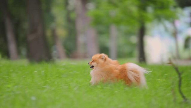 happy pomeranian spitz dog running on the green grass.