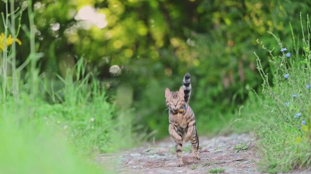 Bengal cat hunting and playing outdoor