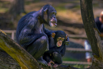 Chimpanzee with baby