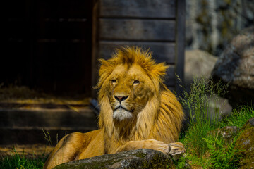 Male lion