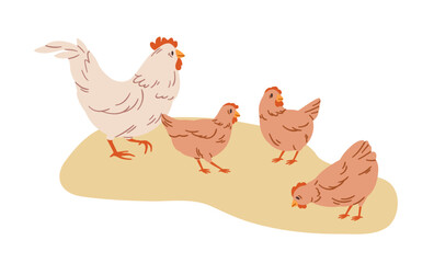 Chicken family on farm. Hen with chicks brood, walking and pecking. Cute domestic birds at countryside. Feathered poultry. Country fowl in rural scene. Flat vector graphic isolated on white background