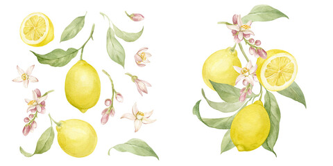 Yellow lemons on branches with leaves and flowers, cut ripe fruits and pieces of juicy lemon, fragrant lemon flowers. Large set of watercolor illustrations