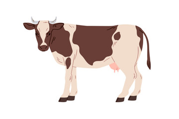 Milk cow, dairy farm animal. Domestic country milch cattle, miker livestock standing, looking. Countryside village fauna with udder. Flat graphic vector illustration isolated on white background