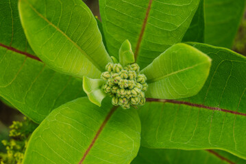buds of milkweed with large green leaves in a summer field