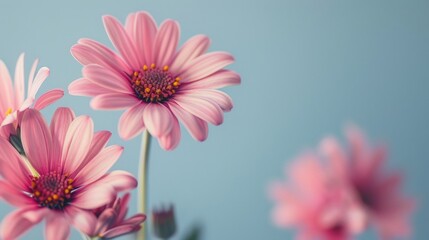 Pink flowers beautiful petals against a blue backdrop with space for content Blooms of the season