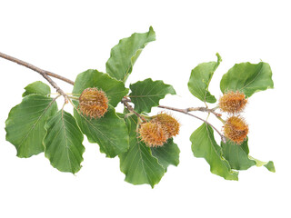Branch of beech tree with nuts and green leaves isolated on white, Fagus sylvatica