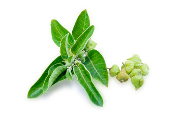 Ashwagandha green plant or withania somnifera plant isolated on white background. herbs medicine plant
