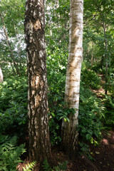 Fototapeta premium Stems of Silver birch and downy birch close together in a forest, one rough and grooved, the other smooth and white