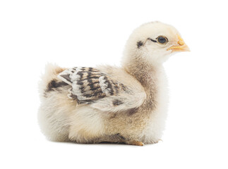 Cute Little chick isolated on white background © Dmytro Titov