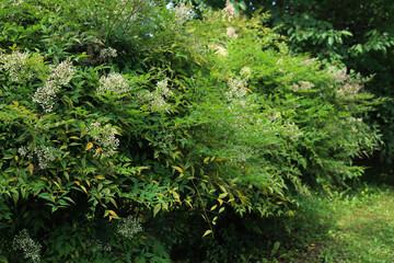 Fototapeta premium Two Nandina domestica bush in bloom in the garden on summer. Heavenly bamboo branch with white flowers