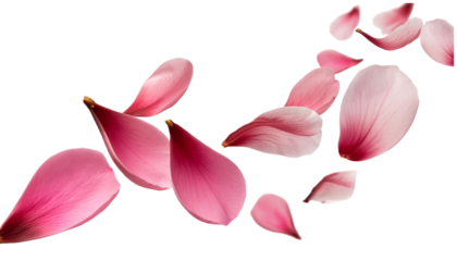 flying pink petals isolated on white background