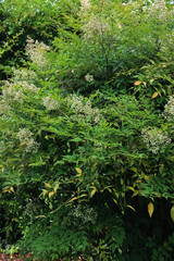 Two Nandina domestica bush in bloom in the garden on summer. Heavenly bamboo branch with white flowers
