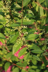 Many white blossoms on branches of common privet hedge. Ligustrum vulgare tree in bloom in the garden