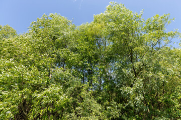 deciduous trees in windy weather in swaying foliage