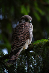 Little baby falcon sitting in a spruce