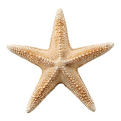 Starfish PNG Photo Overlays and Backgrounds - Realistic High-Quality Marine Life Images for Creative Projects, Perfect for Designers and Artists. AI generated.