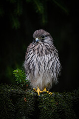 Little baby falcon sitting in a spruce