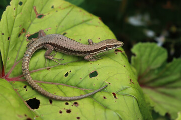 Podarcis muralis. Common wall lizard on green leaves. Lacertidae family,
