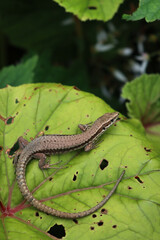 Podarcis muralis. Common wall lizard on green leaves. Lacertidae family,