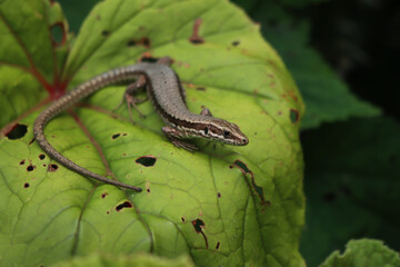 Podarcis muralis. Common wall lizard on green leaves. Lacertidae family,