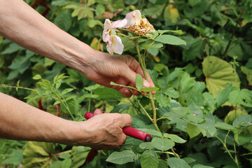 Close-up of gardener pruning faded roses in the garden on selective focus. Gardening on summer