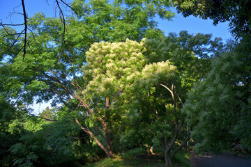小さな花が満開になり枝先が煙に覆われたように見えるシマトネリコ