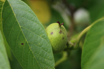 Rotten walnut fruits on branch with dark brown spots in the orchard. Walnut tree with disease on summer