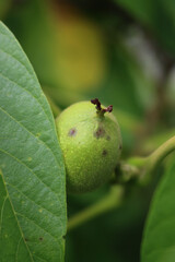Rotten walnut fruits on branch with dark brown spots in the orchard. Walnut tree with disease on summer