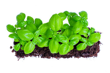 Fresh Basil Plants in Soil Isolated on White