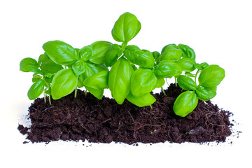 Vibrant Young Basil Plants Growing in Rich Soil Isolated on White
