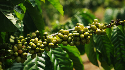 Cofee bean fruits in the coffee plantation, in Lampung, Indonesia