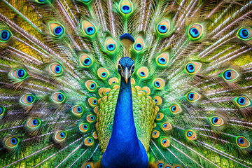 Obraz premium A beautiful peacock with a loose tail.