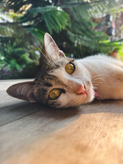 Vertical and close up photo of white and grey cat, relaxing and lying down on wooden floor under...
